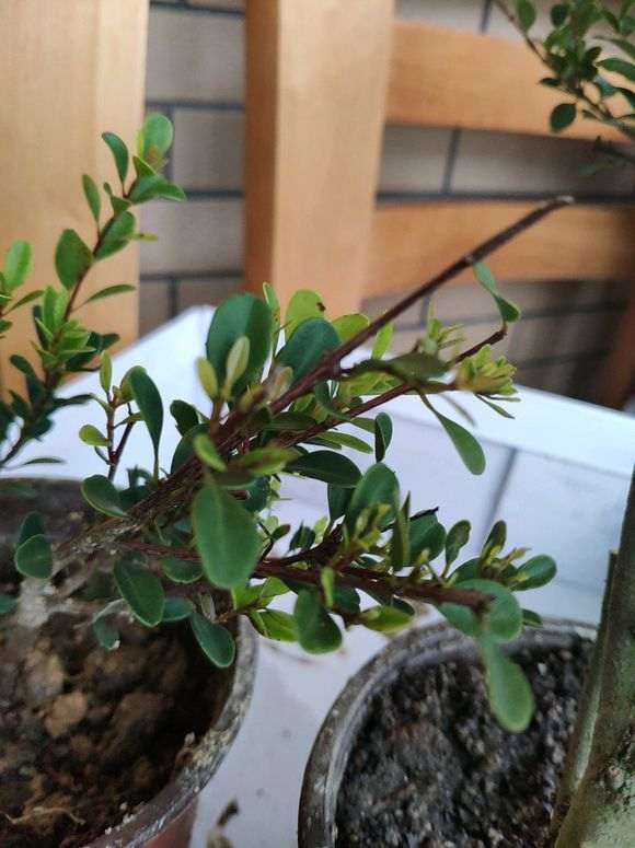 请问这个是赤楠下山桩还是黄杨 图片