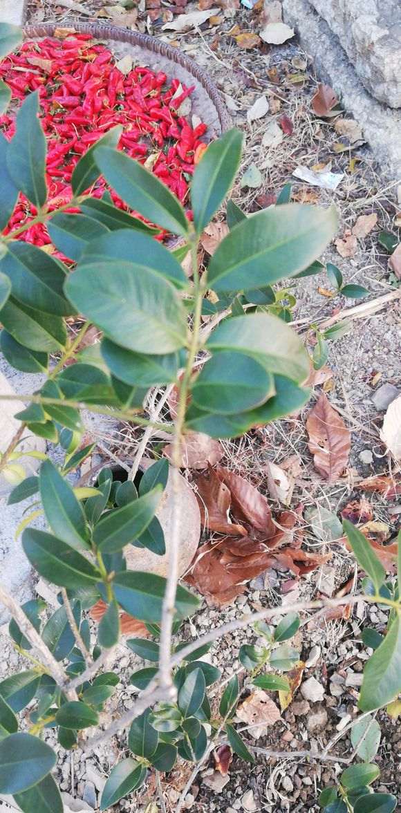 请问这个是赤楠下山桩还是黄杨 图片