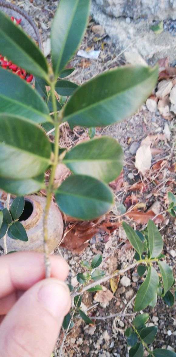 请问这个是赤楠下山桩还是黄杨 图片