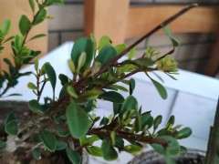 请问这个是赤楠下山桩还是黄杨 图片