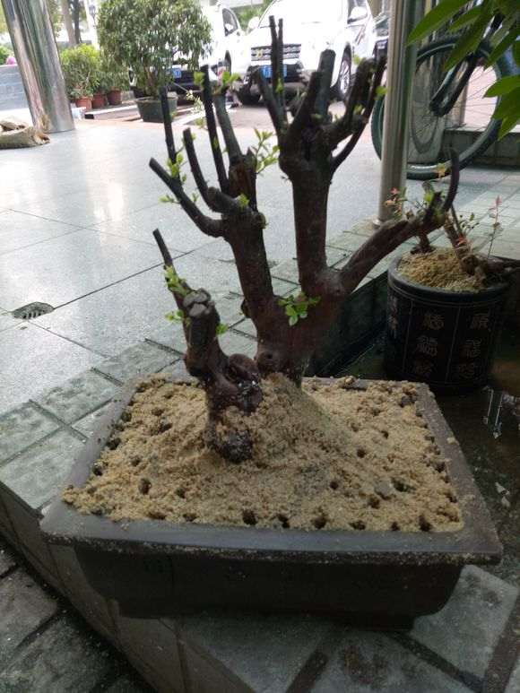 赤楠下山桩熟桩怎么用沙子种植的方法