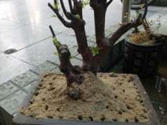 赤楠下山桩熟桩怎么用沙子种植的方法