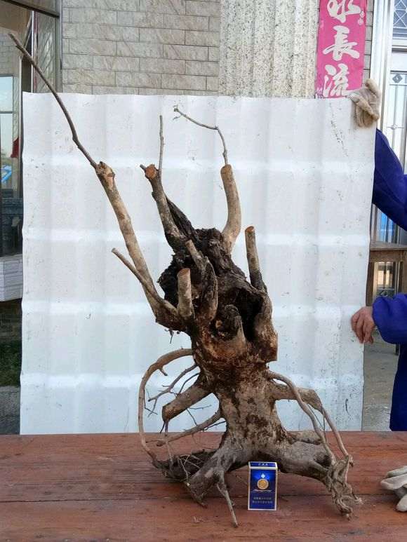 为什么春天的赤楠下山桩沙种没带土 种死了
