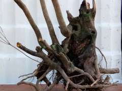 为什么春天的赤楠下山桩沙种没带土 种死了