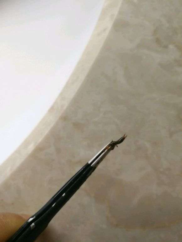 这是什么虫 好恶心 赤楠下山桩上的 图片