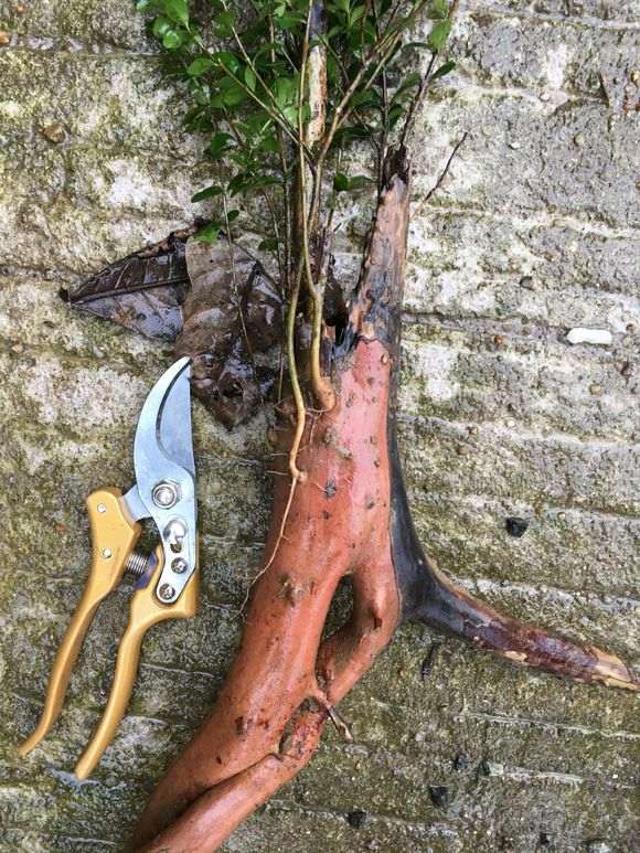 请教老师们这是赤楠下山桩 还是黄杨 图片