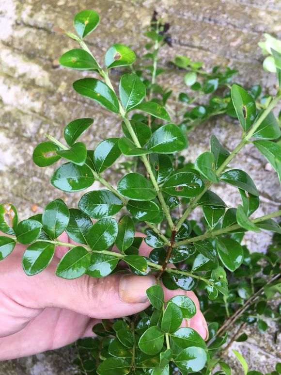 请教老师们这是赤楠下山桩 还是黄杨 图片