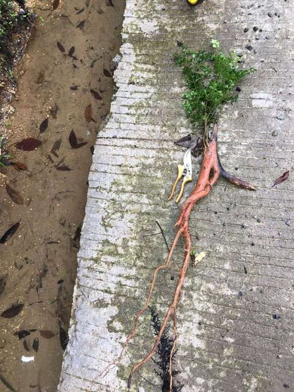 请教老师们这是赤楠下山桩 还是黄杨 图片