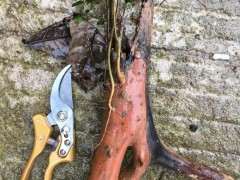 请教老师们这是赤楠下山桩 还是黄杨 图片