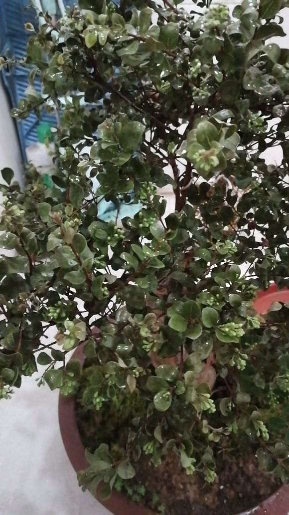 这盆赤楠下山桩盆景叶子干枯 怎么办 图片