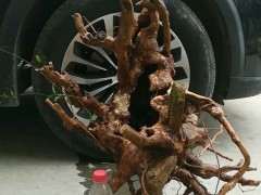 冬季可下山赤楠下山桩吗 容易死吗 图片