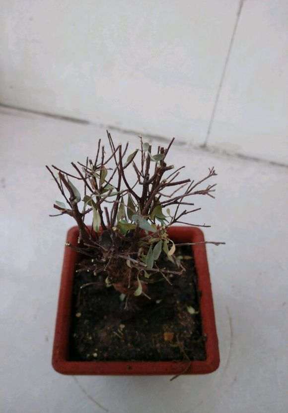 赤楠下山桩干了好久 再泡上 还能活过来吗