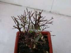 赤楠下山桩干了好久 再泡上 还能活过来吗