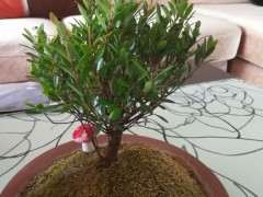 雀舌赤楠下山桩需要勤晒太阳多浇水吗 图片