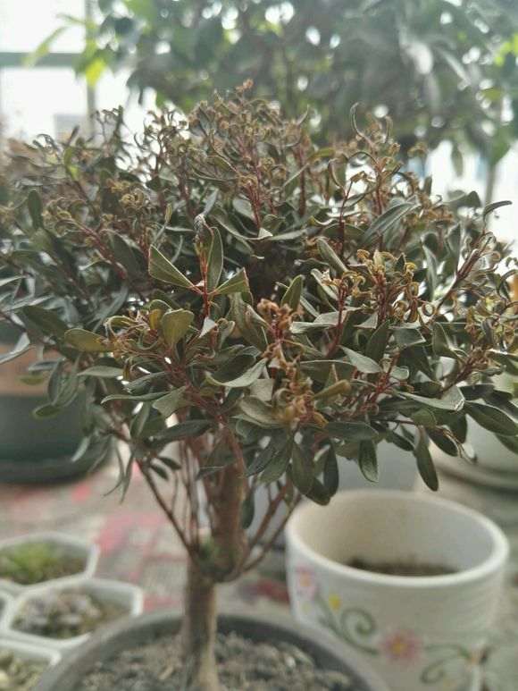 赤楠下山桩的叶子干枯 没有掉 怎么办