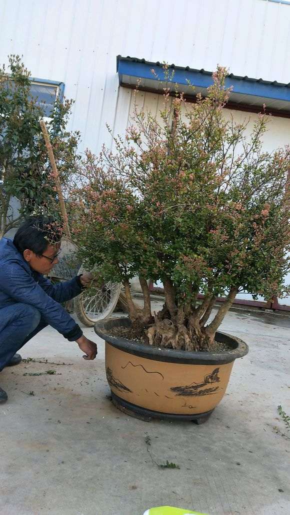 小叶赤楠下山桩怎么上盆的方法