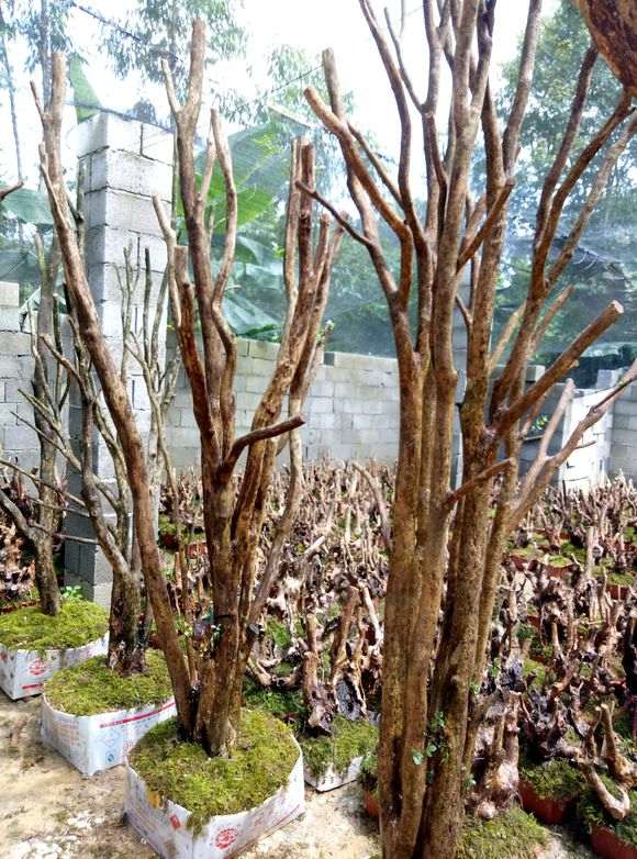 多杆三叶赤楠下山桩 480元 看看 贵吗 图片