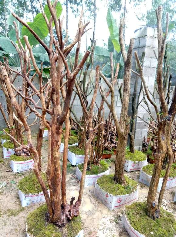 多杆三叶赤楠下山桩 480元 看看 贵吗 图片