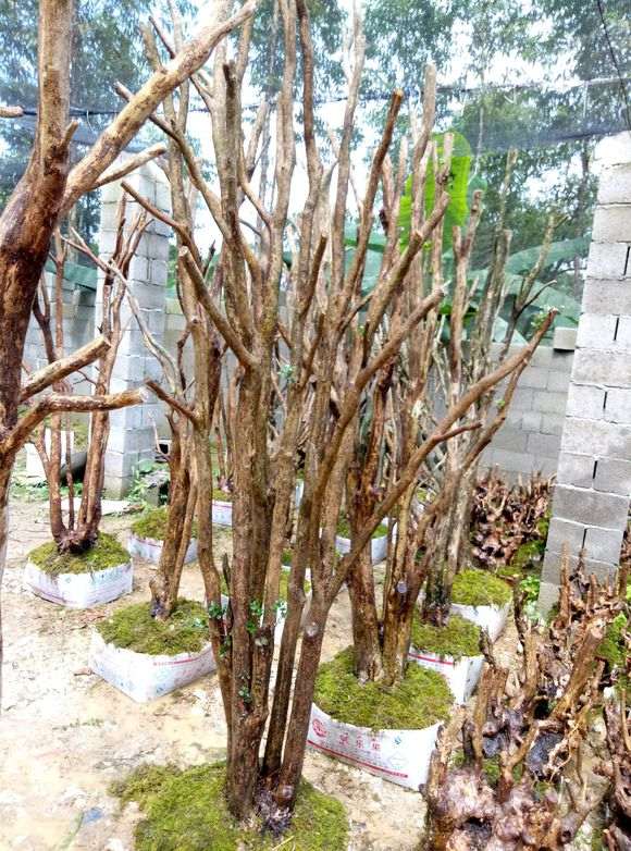 多杆三叶赤楠下山桩 480元 看看 贵吗 图片