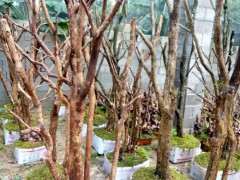 多杆三叶赤楠下山桩 480元 看看 贵吗 图片