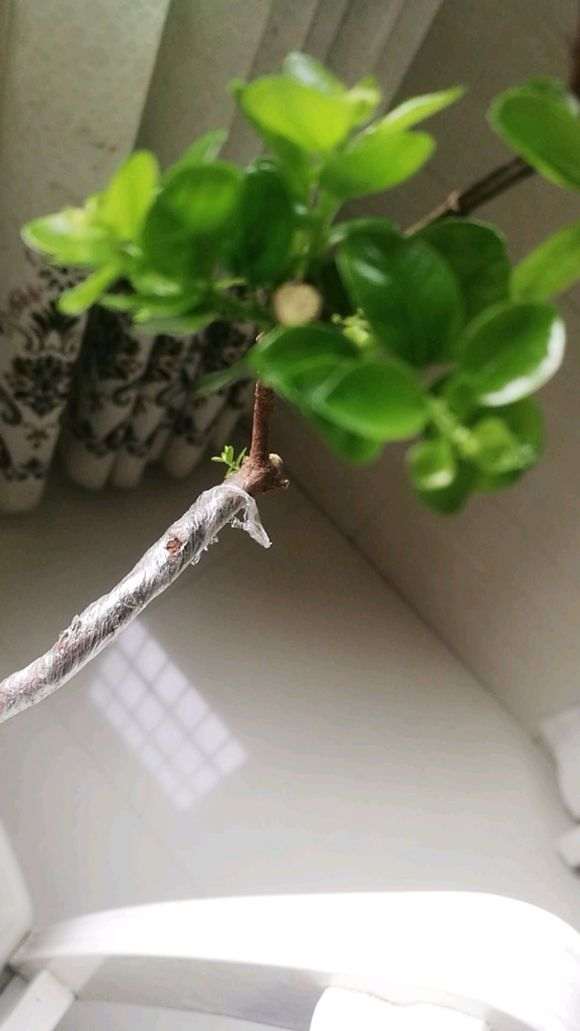 赤楠下山桩发芽多长才算成活