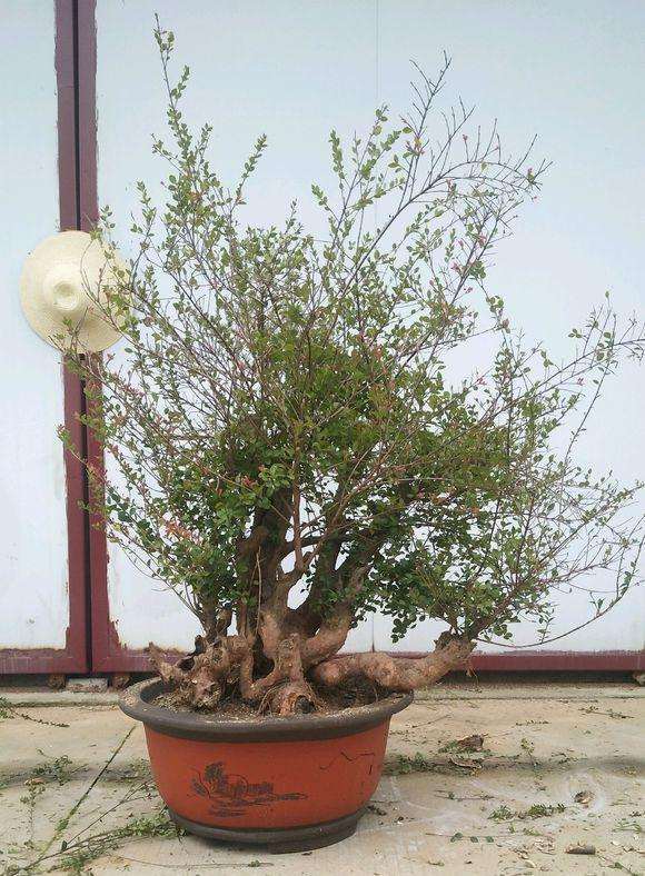 赤楠下山桩叶子都干了是怎么回事