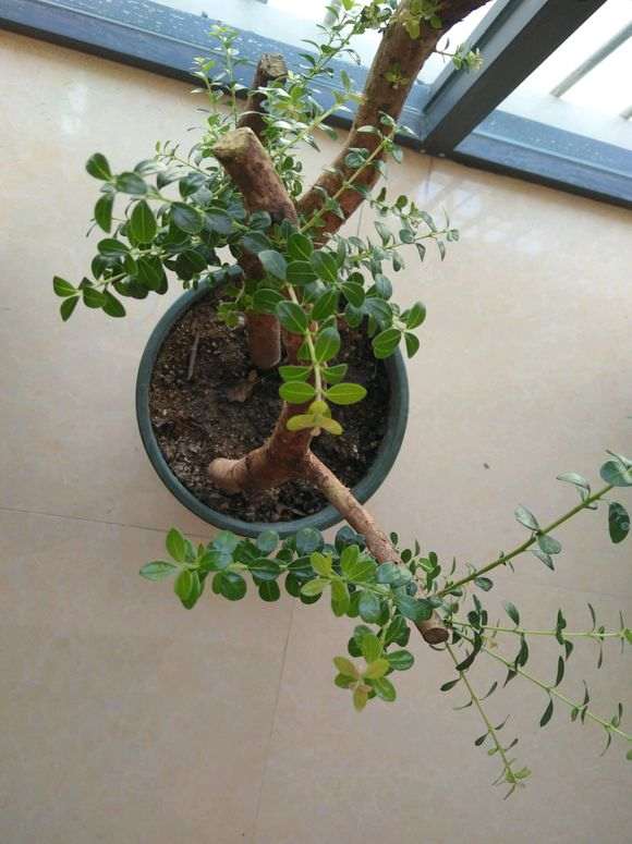 赤楠下山桩芽不够红是怎么回事 图片