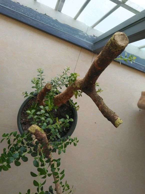 赤楠下山桩芽不够红是怎么回事 图片