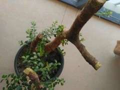 赤楠下山桩发芽不够红是怎么回事 图片