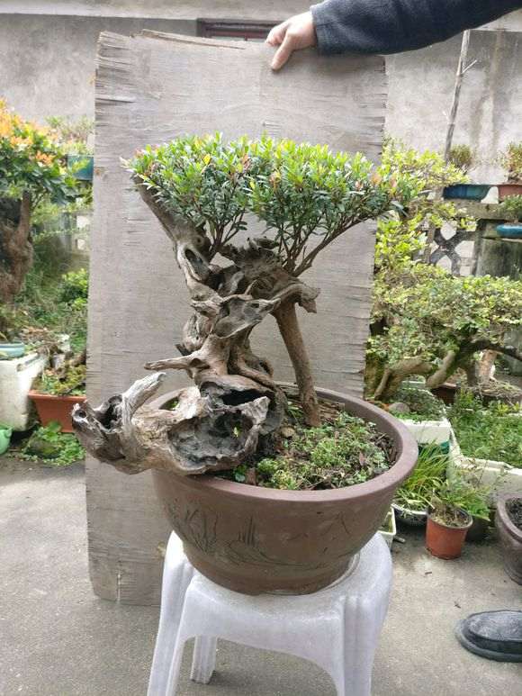 赤楠下山桩在北方怎么养护呢 图片