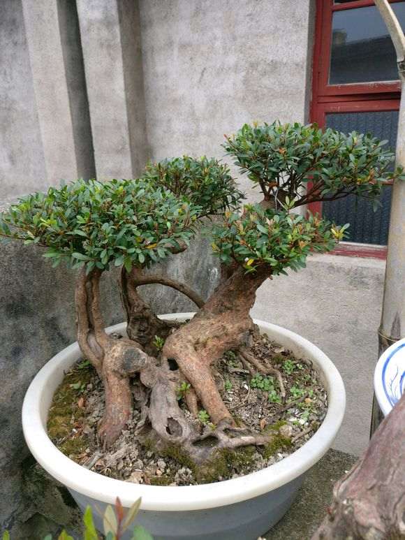 赤楠下山桩在北方怎么养护呢 图片