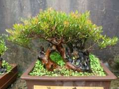 赤楠下山桩在北方怎么养护呢 图片