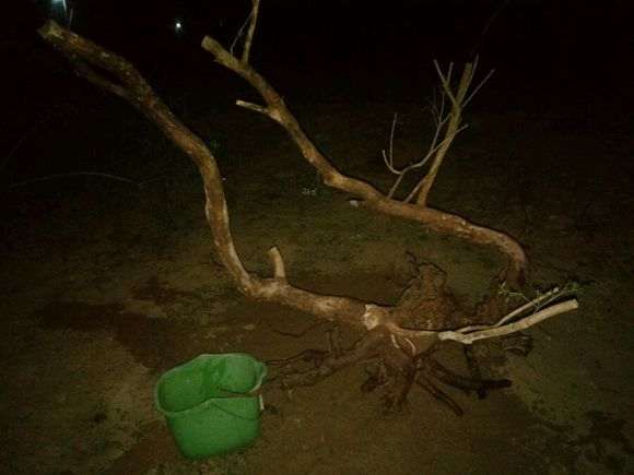 第一次挖赤楠下山桩 折腾死我了 图片
