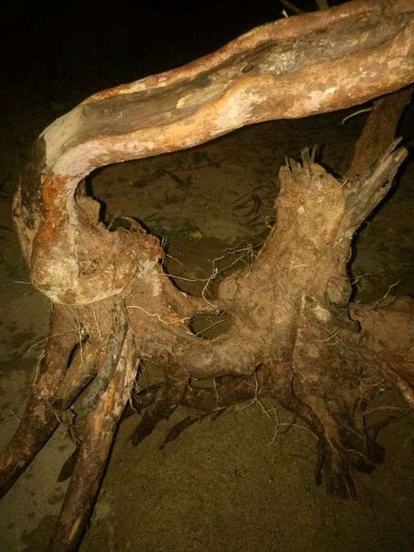 第一次挖赤楠下山桩 折腾死我了 图片