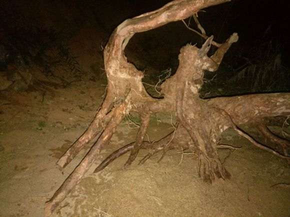 第一次挖赤楠下山桩 折腾死我了 图片