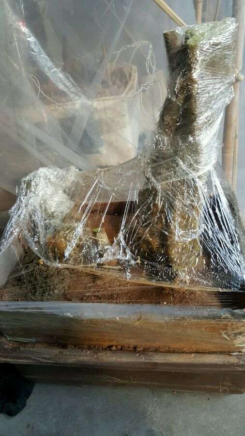 用塑料袋把赤楠下山桩包起来 可以促进发芽