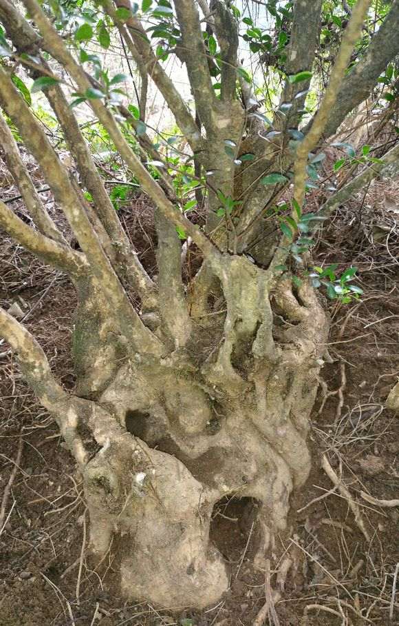 赤楠下山桩老桩 不知好看不好看 图片