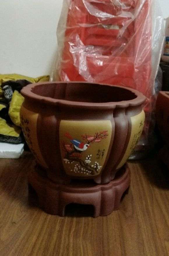 赤楠下山桩老桩 不知好看不好看 图片