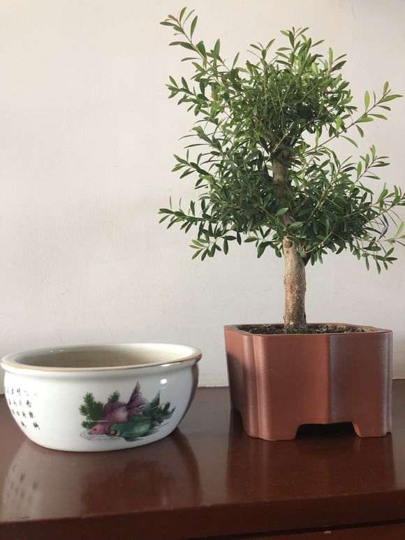 赤楠下山桩 咋处理一下 怎么修剪 图片