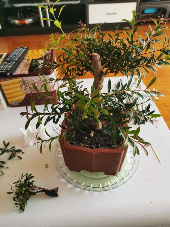 赤楠下山桩 咋处理一下 怎么修剪 图片