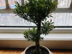 赤楠下山桩 咋处理一下 怎么修剪 图片