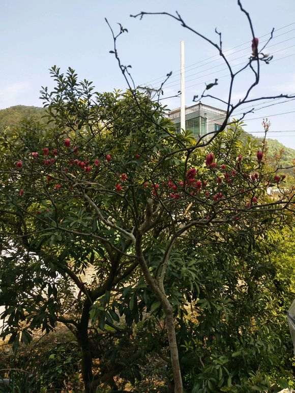 村常有人地毯式来挖赤楠下山桩 图片