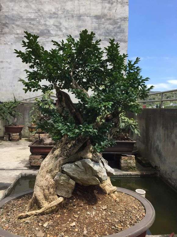赤楠下山桩在地里种了八年 给个价格 图片