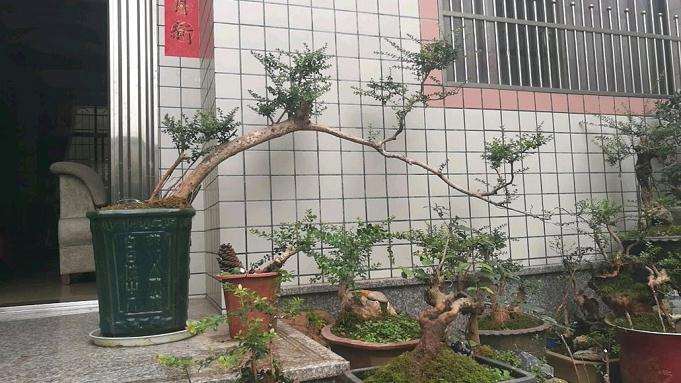 赤楠下山桩在地里种了八年 给个价格 图片