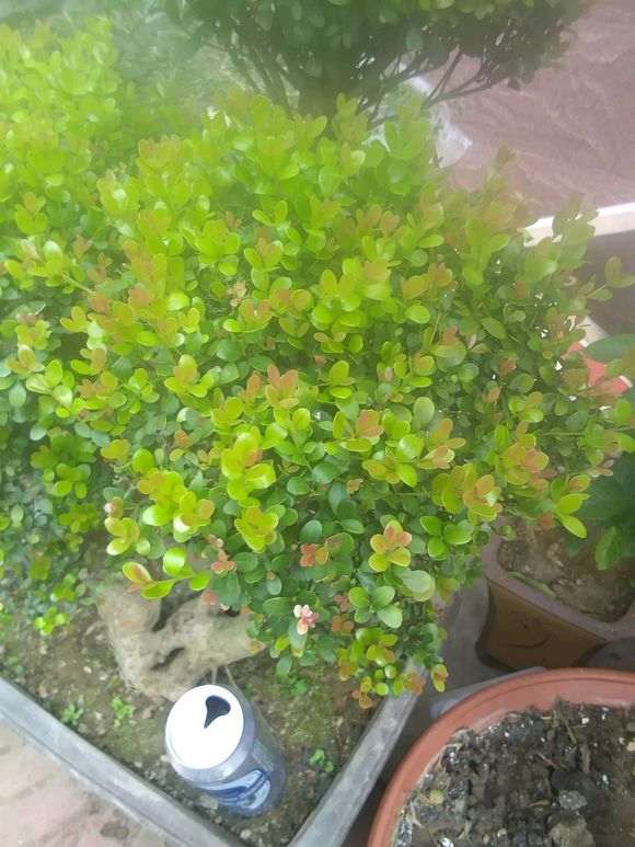 小叶赤楠下山桩 这玩意好养吗 图片