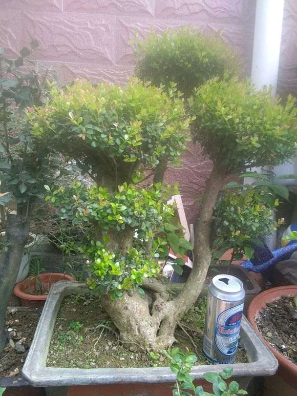 小叶赤楠下山桩 这玩意好养吗 图片