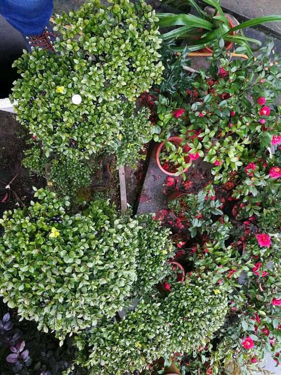 红芽赤楠下山桩 盆养了近十年了 图片