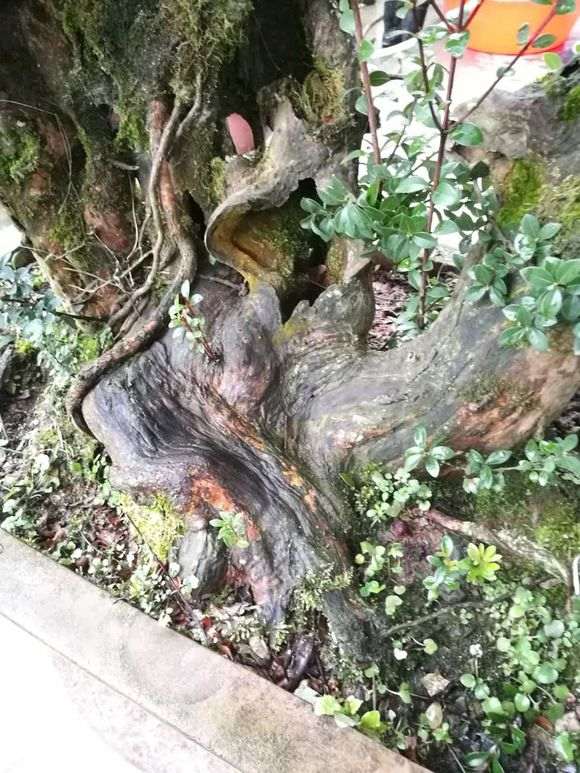 红芽赤楠下山桩 盆养了近十年了 图片