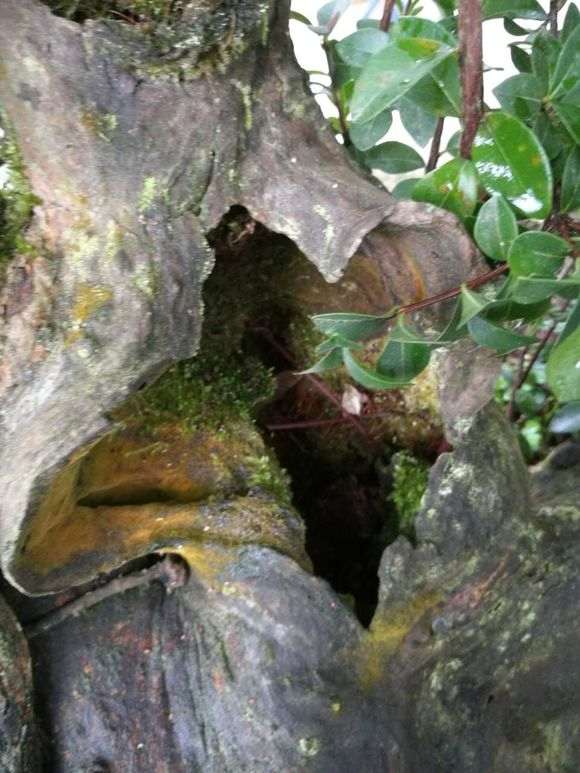 红芽赤楠下山桩 盆养了近十年了 图片