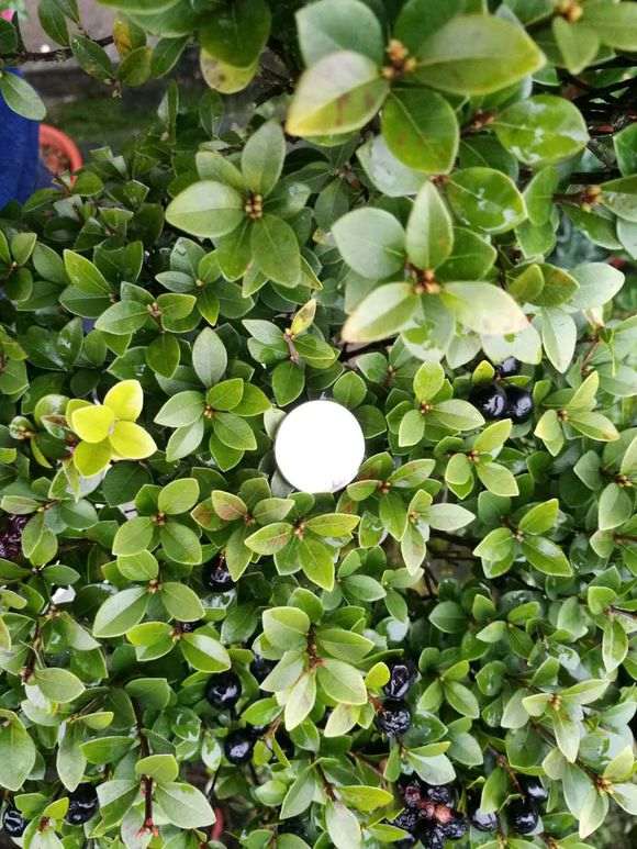 红芽赤楠下山桩 盆养了近十年了 图片